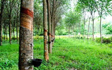 Cao su Phước Hòa (PHR mẹ): Quý 2 lãi 257 tỷ đồng, gấp hơn 4 lần cùng kỳ