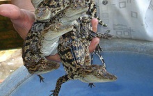 Cá sấu rớt giá, chỉ còn 50.000 đồng/kg