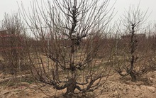 Chưa nở hoa, cây bạch đào độc nhất tại Nhật Tân vẫn được trả giá thuê 40 triệu đồng