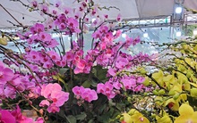 Hà Nội: Vạn cành lan hồ điệp đồng giá 250.000, 90 triệu đồng/bình nghìn bông chơi Tết