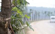 Hàng hoa sữa chuyển từ Hà Nội lên bãi rác Nam Sơn giờ ra sao?