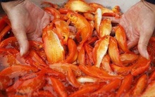 Đỏ rực cả làng, hàng tấn cá chép chuẩn bị Tết ông Táo