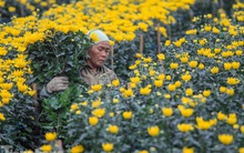 Làng hoa Tây Tựu tất bật chuẩn bị cho Tết