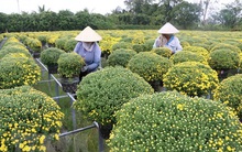 Đồng Tháp: Cúc mâm xôi trúng mùa, trúng giá trong dịp Tết