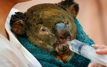 Thương quá tự nhiên ơi: Hình ảnh xót xa cho thấy "đại thảm họa" cháy rừng tại Úc đang khiến các loài vật bị giày vò kinh khủng đến mức nào