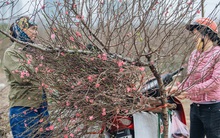 Đào Nhật Tân tấp nập xuống phố, người dân thích thú mua thưởng thức không khí Tết sớm