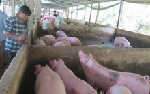 Cận Tết, giá lợn hơi có xu hướng giảm