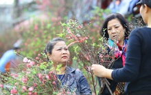 Đào, quất, hoa ngập tràn phố trước rằm tháng Chạp
