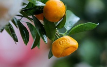 Độc đáo quất hình thỏi vàng với chữ "Tài", "Lộc" giá tiền triệu một cặp