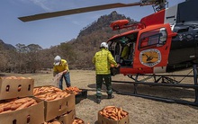 Úc: "Mưa" cà rốt và khoai lang cứu đói động vật bị cháy rừng