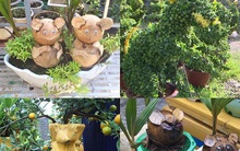 Năm con Chuột chơi cây cảnh Tết với tạo hình chuột