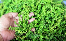 Giá hồ tiêu sẽ diễn biến thế nào trong năm 2020?