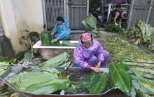 Nghề rửa lá dong hái ra tiền ở công xưởng bánh chưng lớn nhất miền Bắc