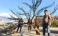 Lên Lai Châu săn đào rừng, bán liền tay lãi ngay trăm triệu