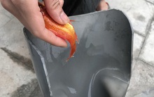 [Ảnh] Độc đáo ở Hà Nội: Thả cá chép qua máng trượt tiễn ông Công ông Táo về trời