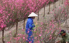 Xót xa vựa đào Nhật Tân nở hoa đỏ rực trước Tết, người dân ngậm ngùi hái bỏ cả nghìn bông