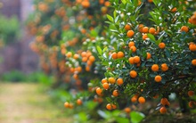 Mẹo hay mách chị em cách chọn quất đẹp, quả không bị cắm tăm