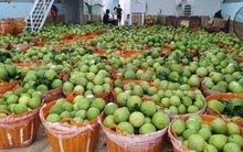 Bưởi Tết dồi dào, giá không cao