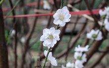 Đào cánh trắng hiếm có bạc triệu xuất hiện ở Nhật Tân