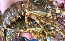 Tôm rớt giá ngày cuối năm