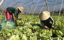 Nghịch lý: Rau cải, khổ qua chỉ 1.000-3.000 đồng/kg, cà pháo không ai mua