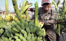 Cận cảnh chợ chuối mật mốc lớn nhất miền Trung ngày cận Tết