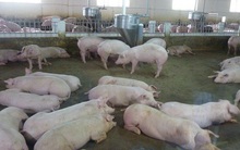 Các đại gia chăn nuôi vượt qua "cơn bão" dịch tả heo châu Phi như thế nào?