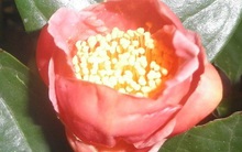 Loài hồng trà độc nhất vô nhị trên thế giới ở Yók Đôn