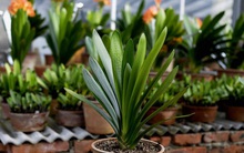 Đón năm mới phát tài, 6 loại cây nhất định phải có ở nơi làm việc, vừa thanh lọc không khí, vừa đem lại vận may