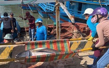 Ngư dân Phú Yên "mỏi tay" khiêng cá ngừ đại dương
