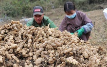 Nông dân trụ vững vùng biên viễn nhờ củ gừng, củ nghệ hữu cơ