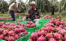 Hủy thu mua hàng trăm container thanh long vì dịch virus corona