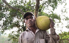 Trong tương lai, mít có thể thay thế thịt động vật