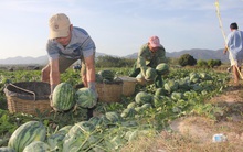 Dân khốn khó vì sắn nhiễm bệnh, dưa hấu tụt giá