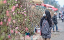 Người dân Hà Nội 'săn' đào cúng rằm tháng Giêng