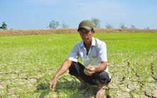 Hàng nghìn hécta lúa nguy cơ mất trắng vì hạn mặn