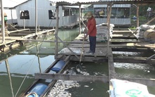 Dân đứng ngồi không yên, vội di dời bè do cá chết hàng loạt