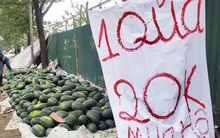Mưa lạnh kéo dài, hàng loạt điểm bán dưa hấu treo biển "mua hộ" đồng giá 20.000 đồng/quả
