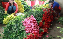 Lần đầu tiên hoa hồng Đà Lạt rớt giá mạnh trước lễ Tình nhân