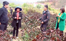 Sương muối “đốt” 50 tỷ đồng ở vùng cà phê ngon bậc nhất thế giới