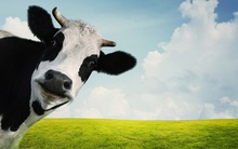 Bí mật kiếm tiền của một cao thủ sales: Khách hàng tiềm năng chính là “những con bò sữa có sẵn trong chuồng của bạn”