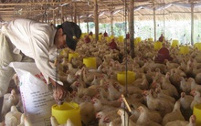 Giá thịt gà rớt thảm hại, thấp hơn giá rau muống