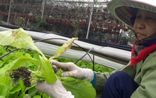 Thời tiết bất thường, rau mất mùa, tăng giá