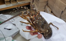 Giải cứu tôm hùm ở Hà Nội: Hàng đồng giá 299.000 đồng/con “cháy” hàng