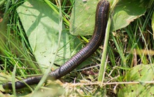 Tận dụng khả năng độc đáo của đỉa, nhà khoa học TQ "hiến kế" ngăn ngừa dịch bệnh tương tự như COVID-19