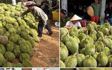 Thực hư thông tin 40.000 tấn sầu riêng ở Tiền Giang cần giải cứu