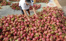 Vì sao thanh long từ 5.000 đồng lên 40.000 đồng/kg chỉ trong vài ngày?