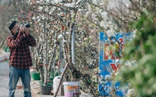 Tết đã hết nhưng thú chơi hoa đào, hoa lê rừng bạc triệu của người Hà Nội chưa hết bao giờ!