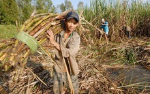 Mía đường lại kêu khó, Bộ Tài chính siết xuất khẩu đường nguồn gốc nước ngoài