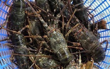 "Giải cứu" xong, tôm hùm Khánh Hòa lại tăng giá